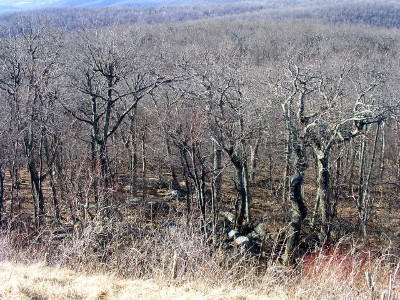 [The forest is a lot of relatively short gnarly-looking tree trunks and branches, although there are a few trees with straight trunks (probably a different type of tree).]